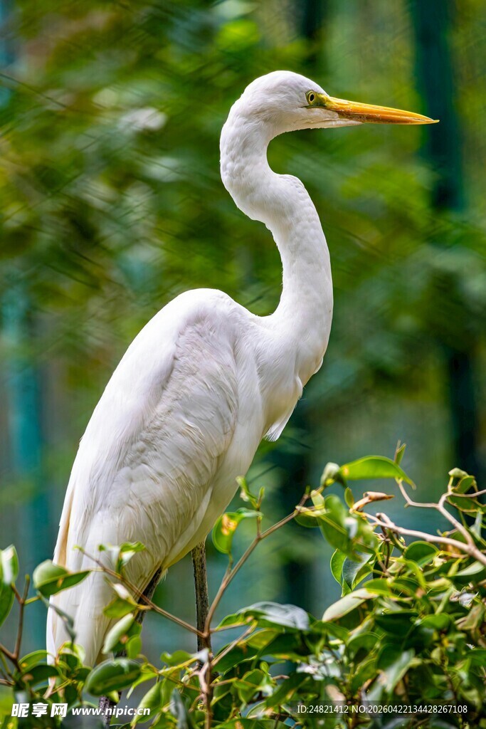 白鹭栖息于葱郁绿植间