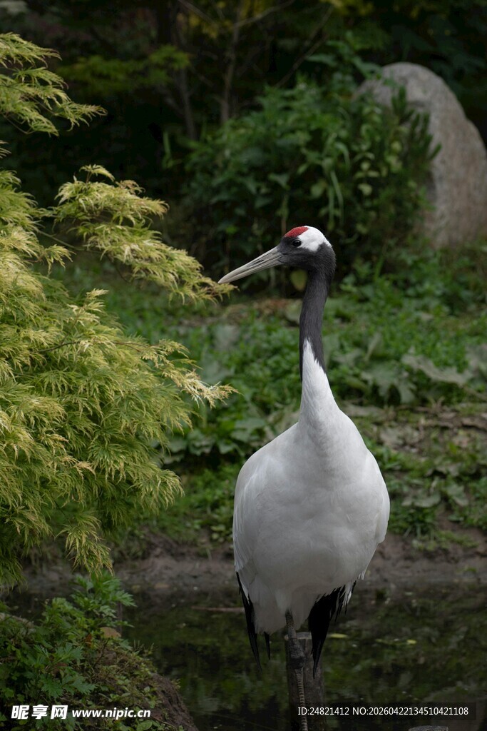 优雅丹顶鹤于绿植间伫立