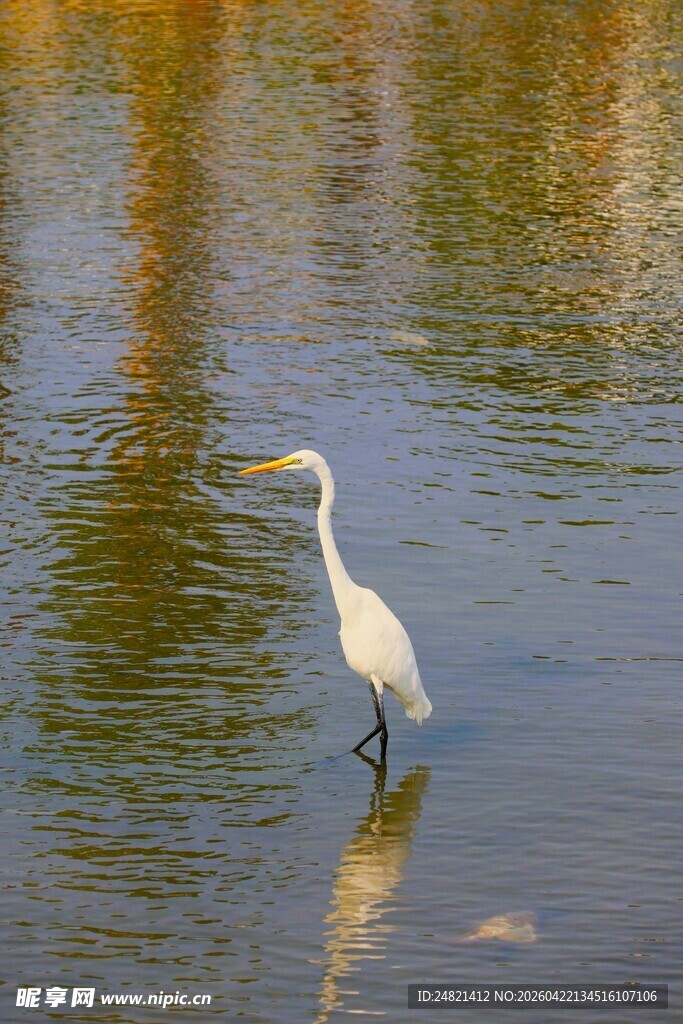 白鹭立于水中的美丽瞬间