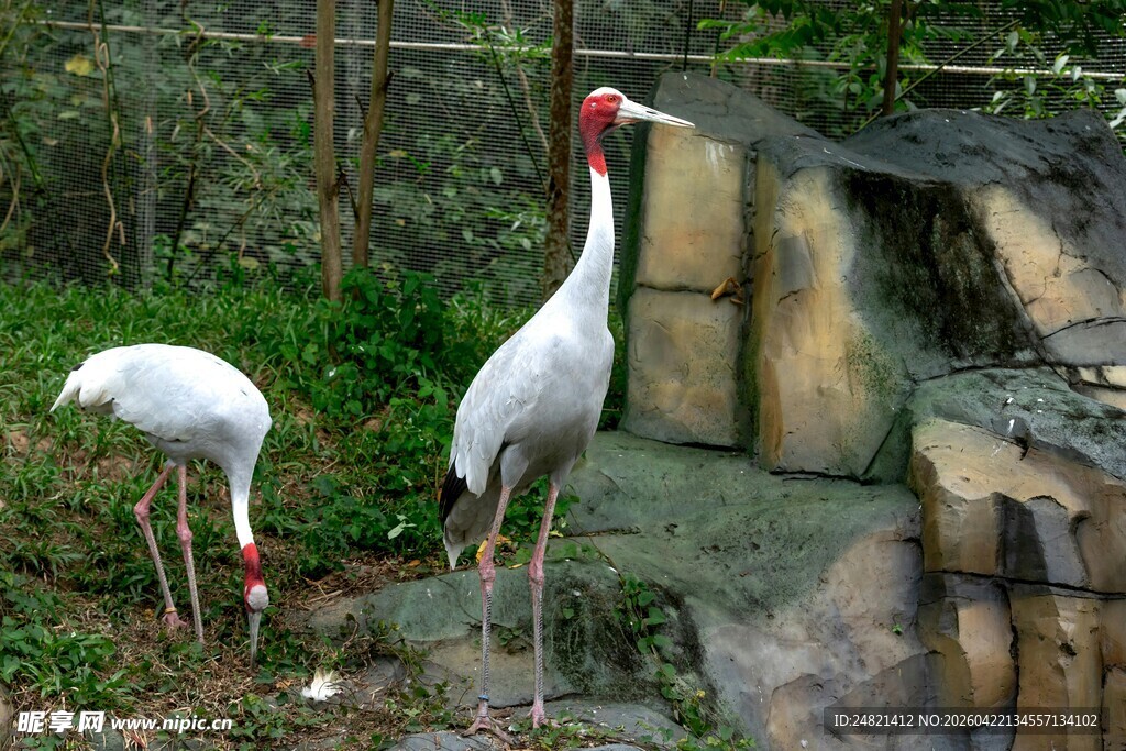 两只丹顶鹤于石旁觅食