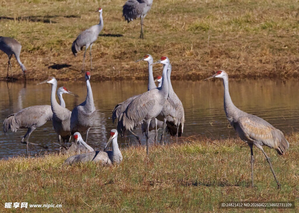 湿地中群鹤相伴的温馨景象