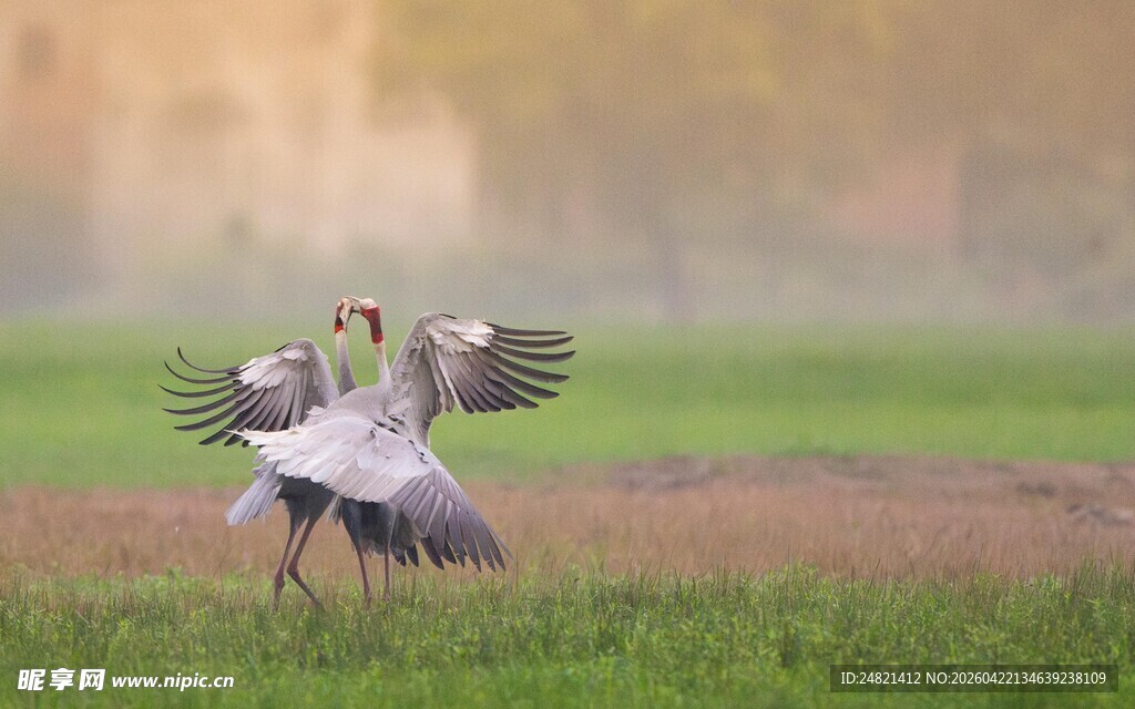 双鹤于草地展翅起舞