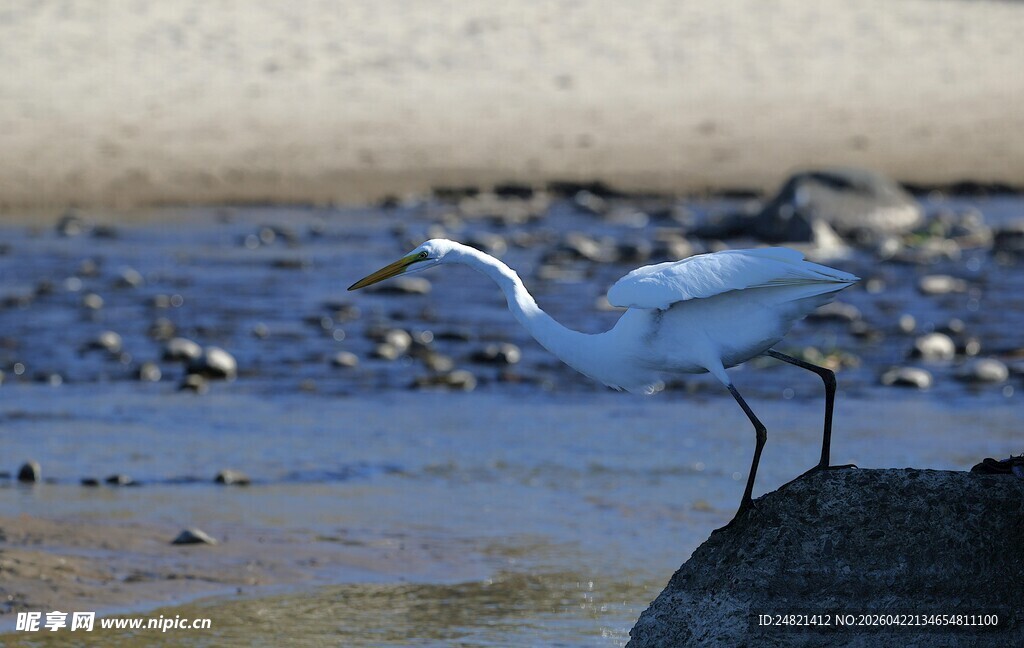 白鹭于水边展翅欲飞