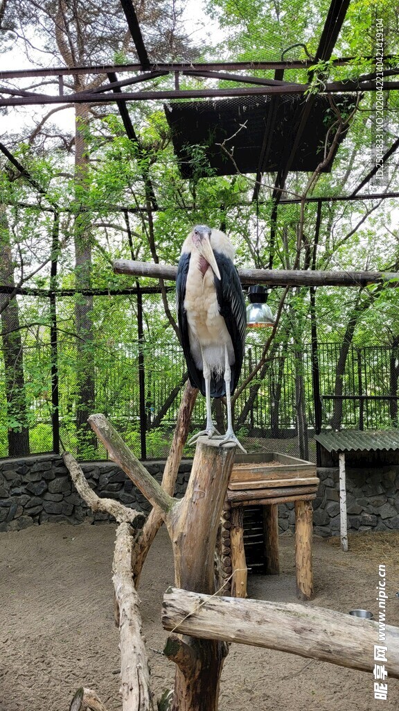 笼中鹈鹕栖息于木枝间