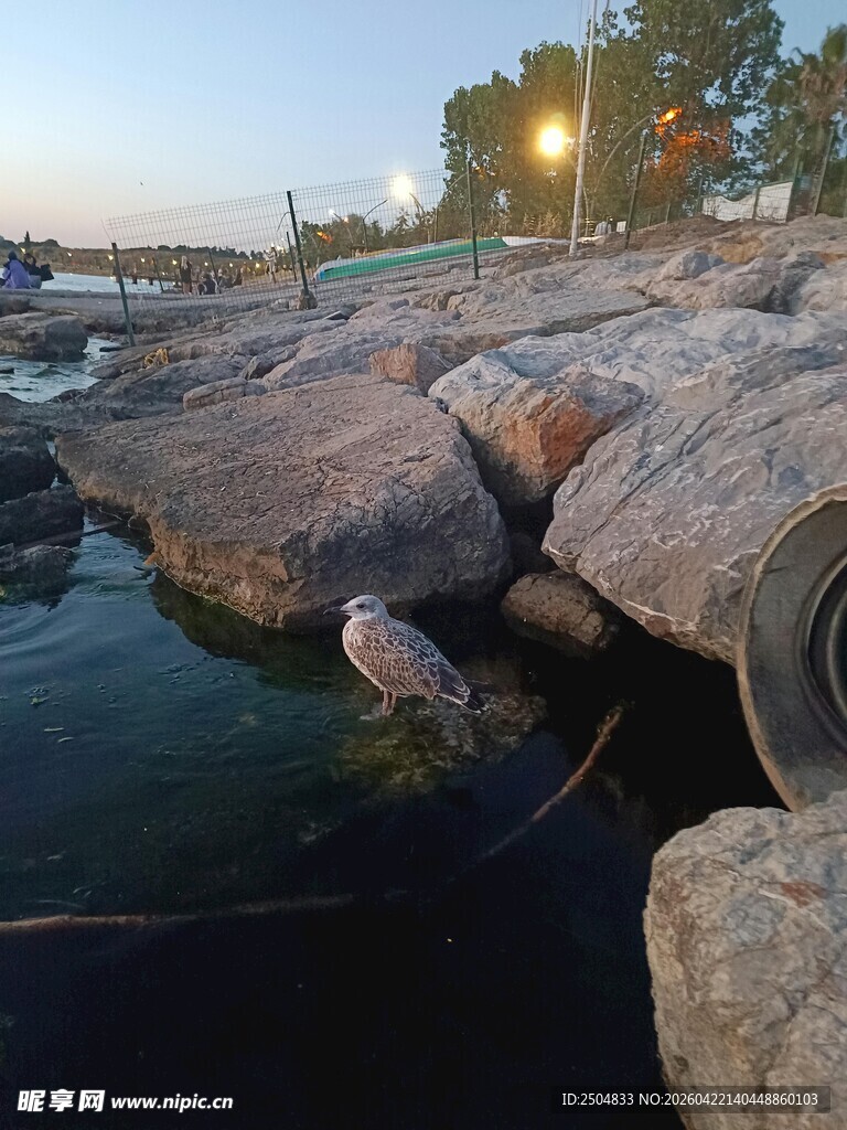 海边暮色中的礁石与管道