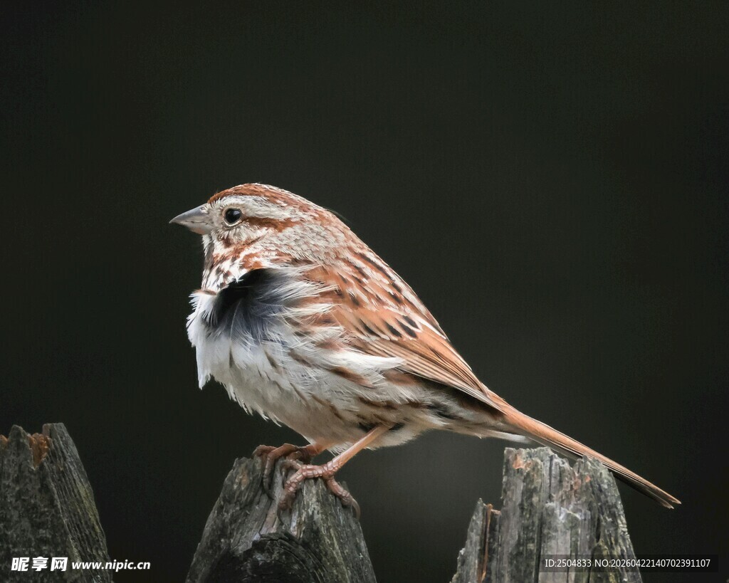 栖息于木桩上的雀鸟