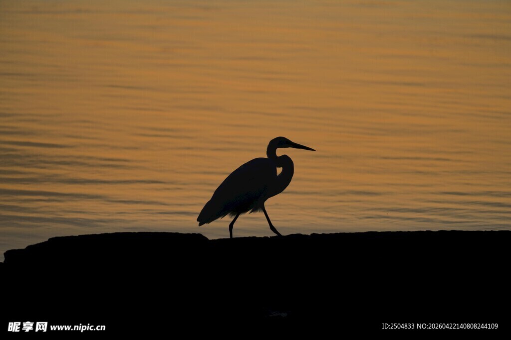 夕阳下独步的鹭鸟