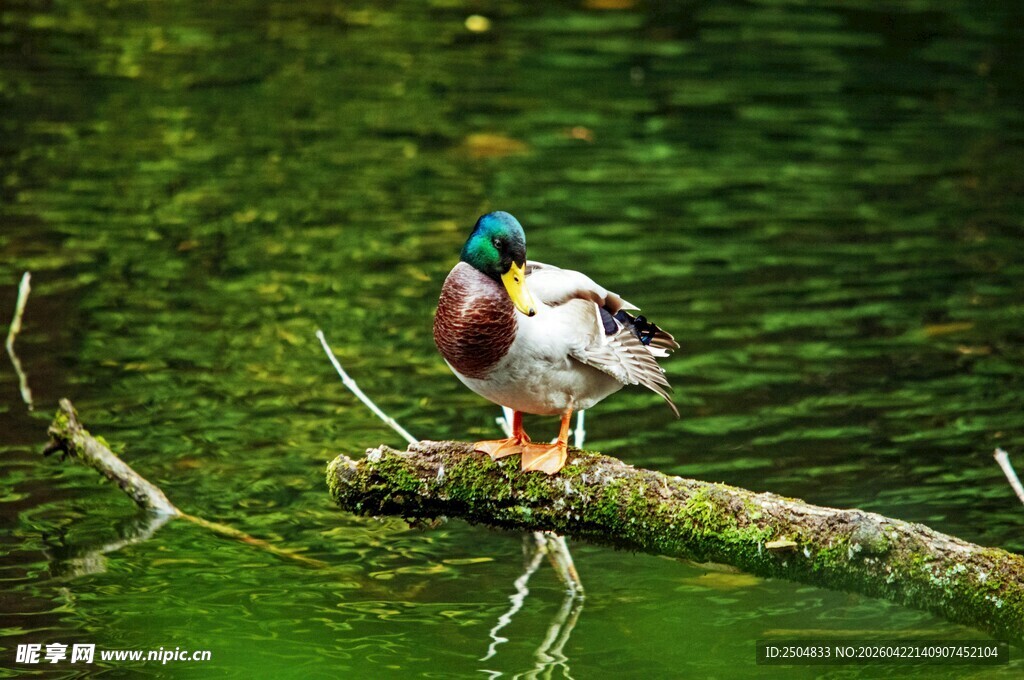 绿水中栖于树枝的彩羽野鸭
