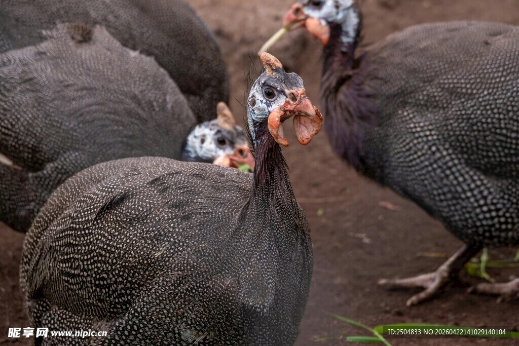 一群珍珠鸡觅食场景