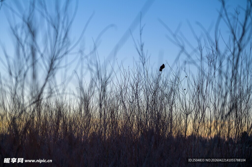 夕阳下的荒野枯草