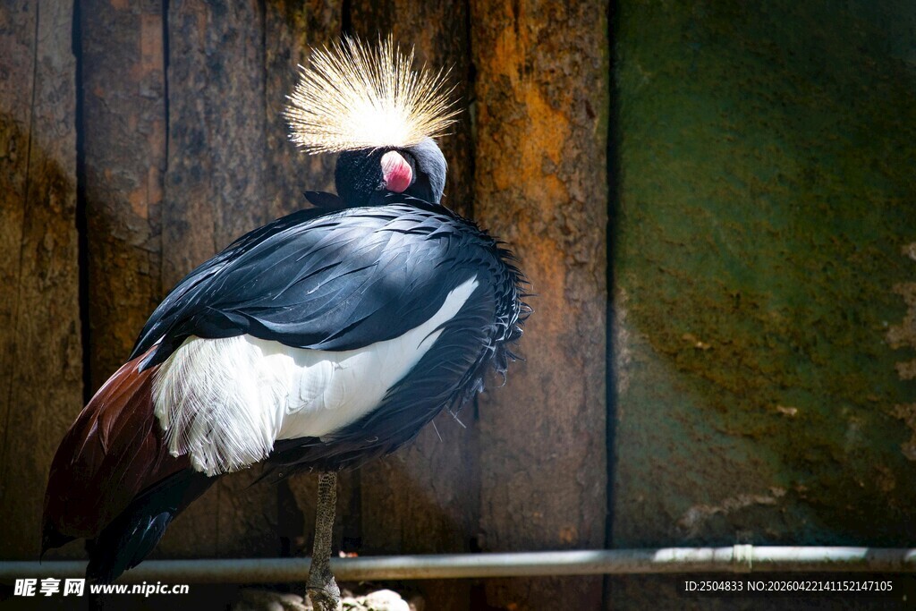 冠羽美丽的灰冕鹤