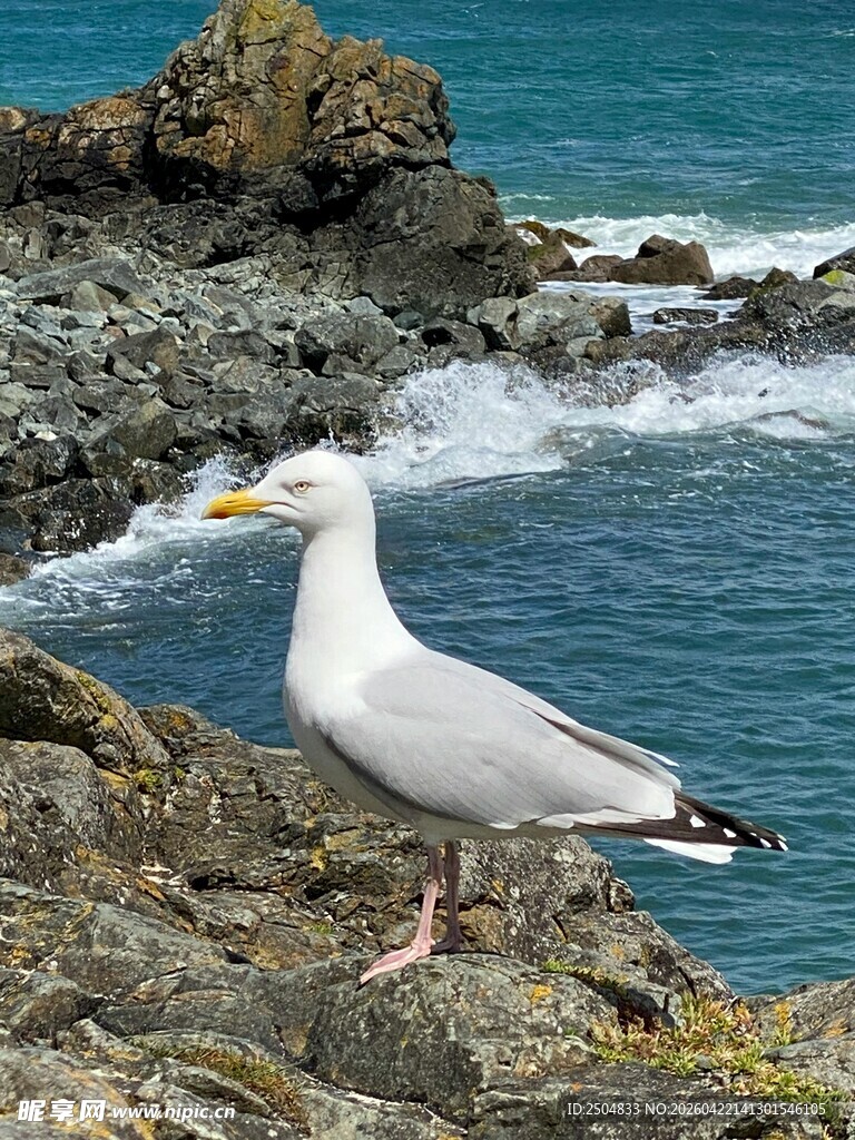 海边岩石上的站立海鸥