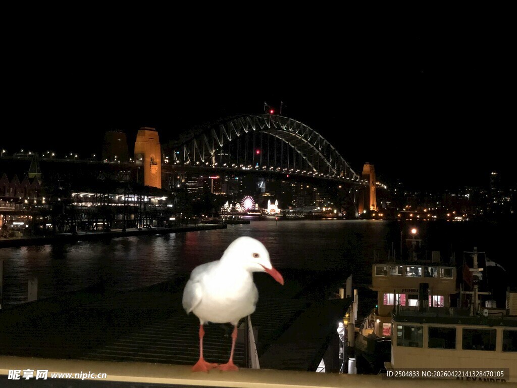 悉尼夜景前的海鸥