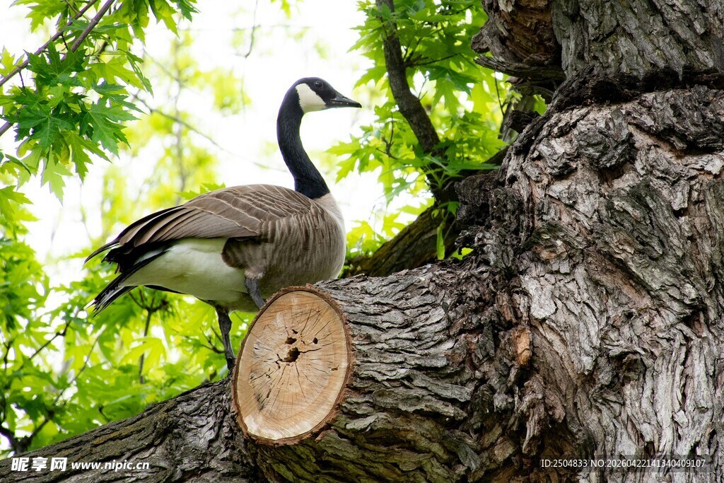 树上休憩的鹅