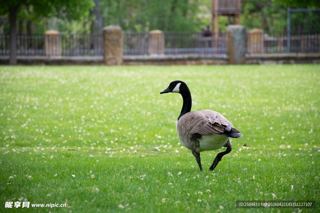 草地上单脚站立的鹅