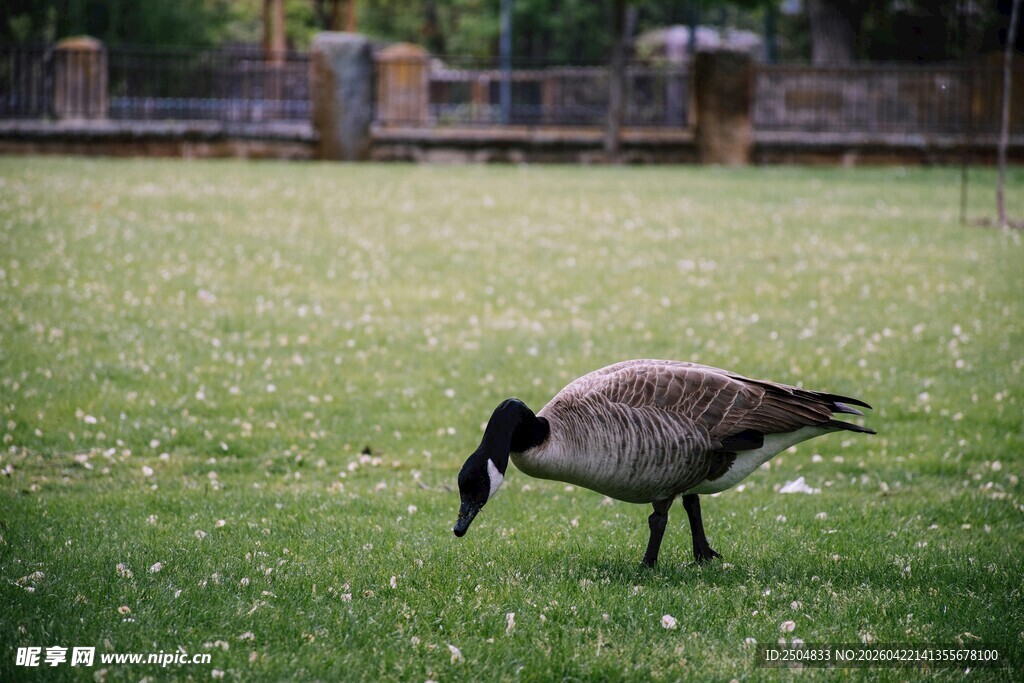 草地觅食的加拿大鹅
