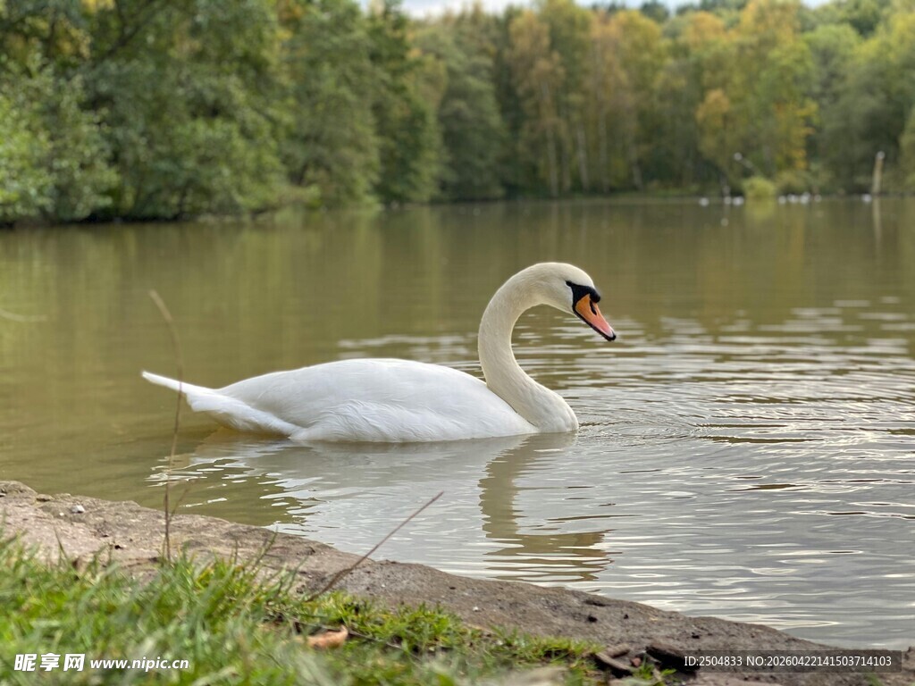 湖畔优雅天鹅水中 