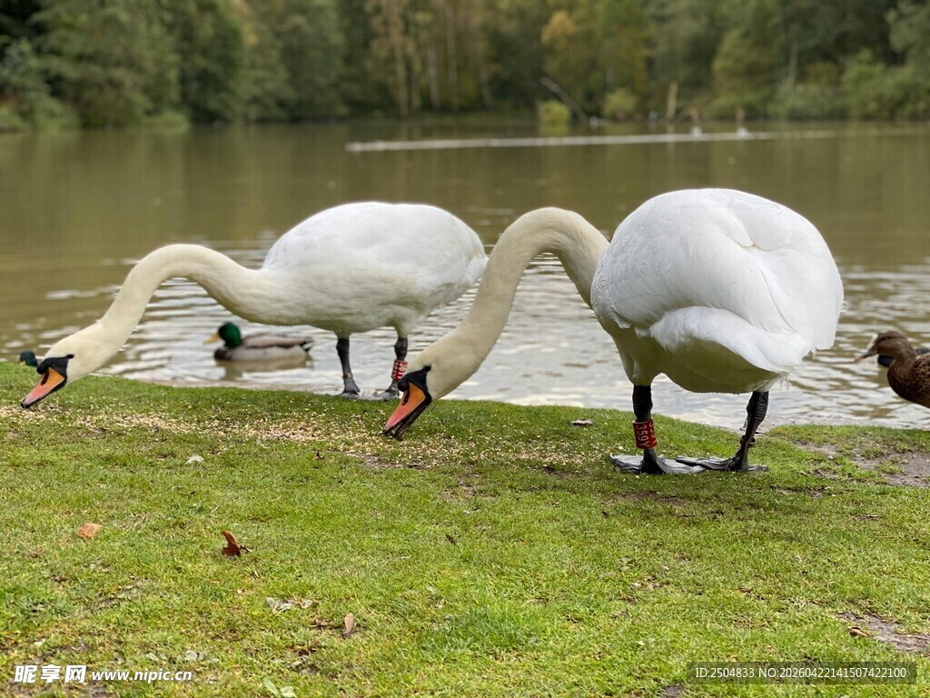 湖畔三天鹅低头觅食