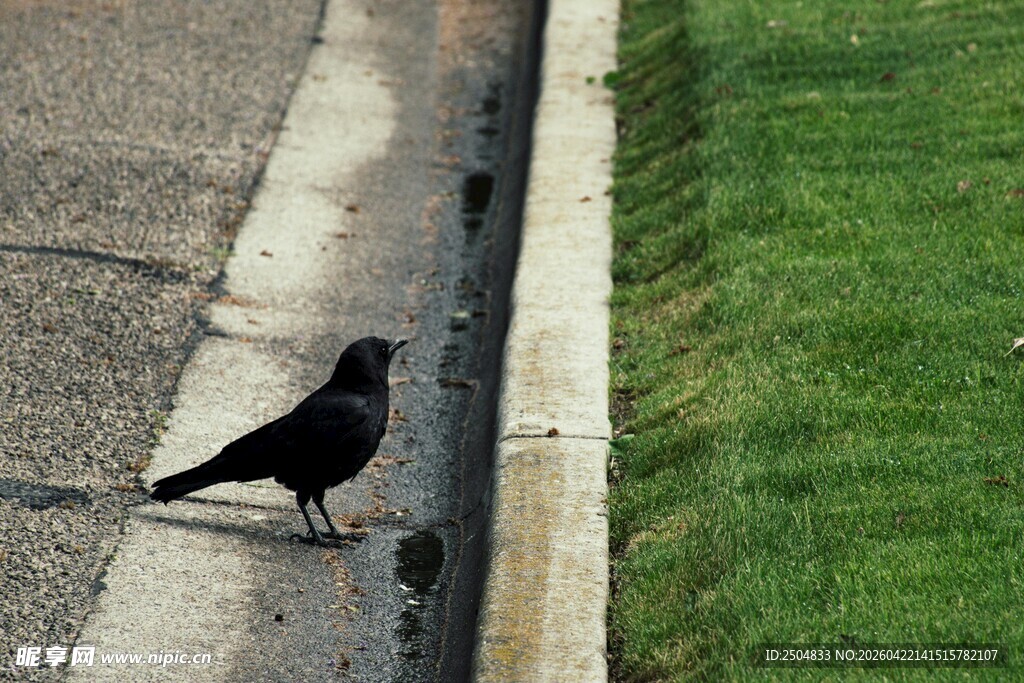 路边觅食的黑鸟
