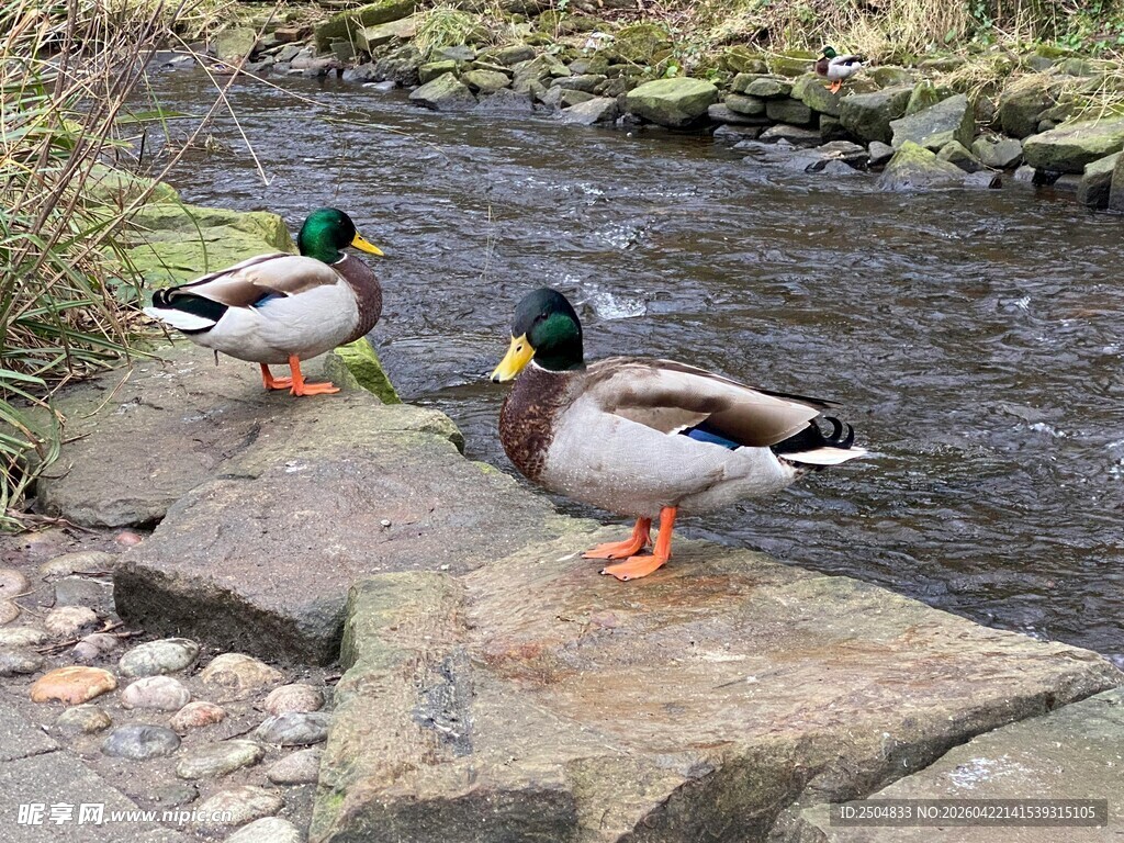 溪边双鸭栖石