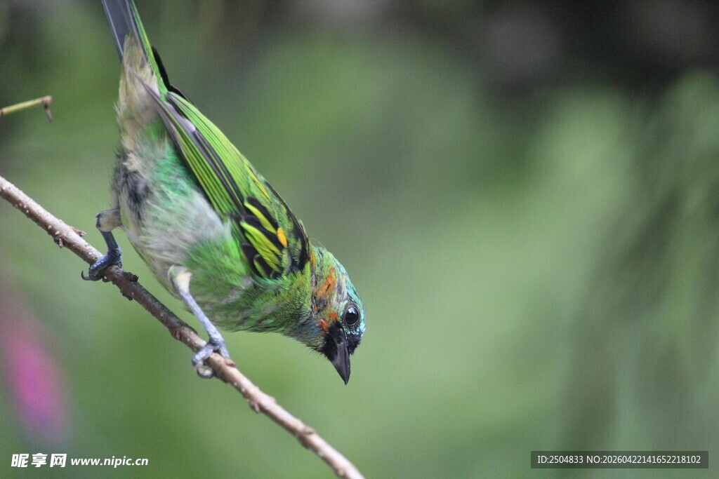 枝头绿羽小鸟低头觅食
