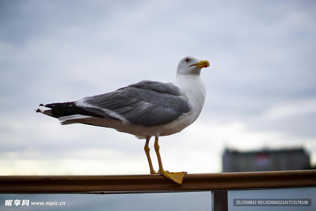 海鸥立于栏杆