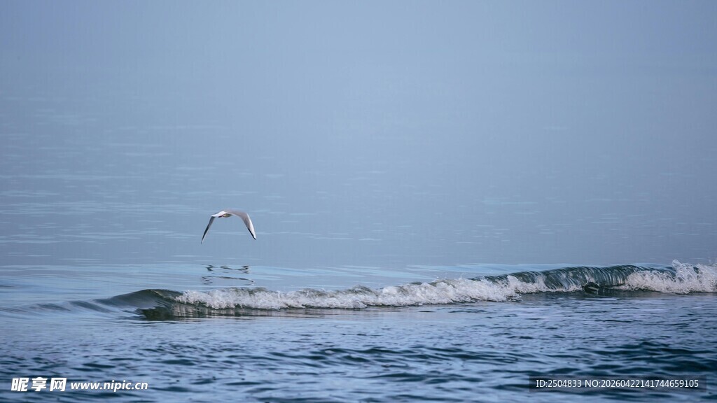海面上飞翔的白色海鸥