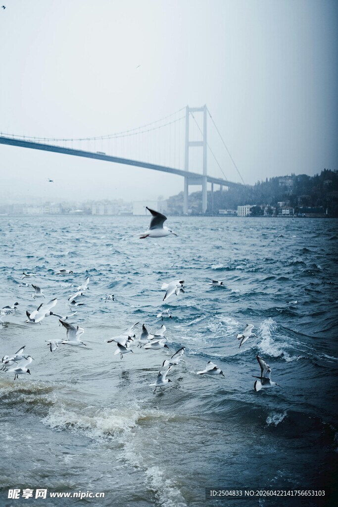 海上飞鸟与跨海大桥