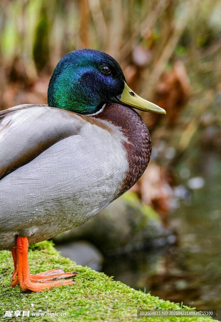 岸边绿草地上的多彩野鸭