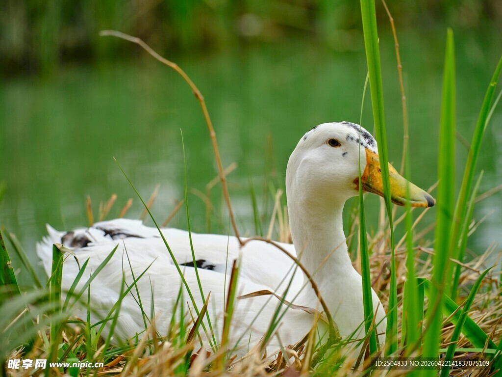 草丛中的白鸭
