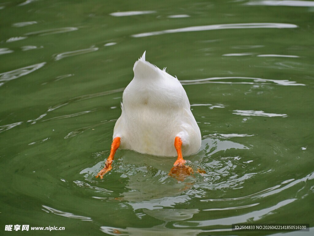 鸭子水中倒立