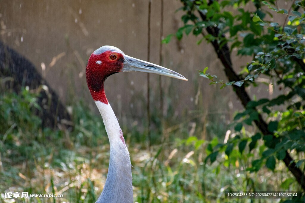 红颈长喙鹤于绿植间