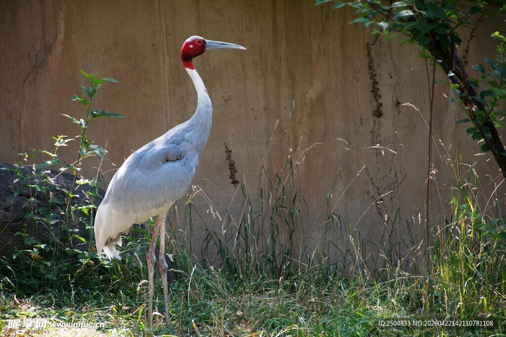 红顶白鹤立于草地