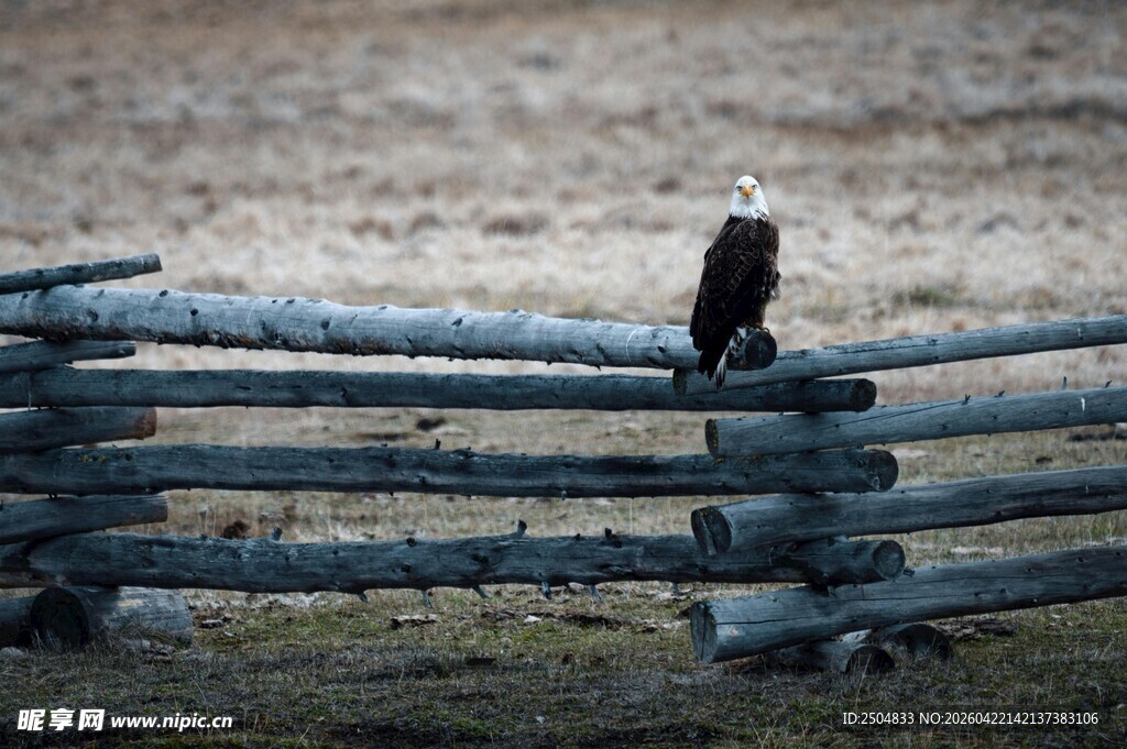 围栏上的鹰