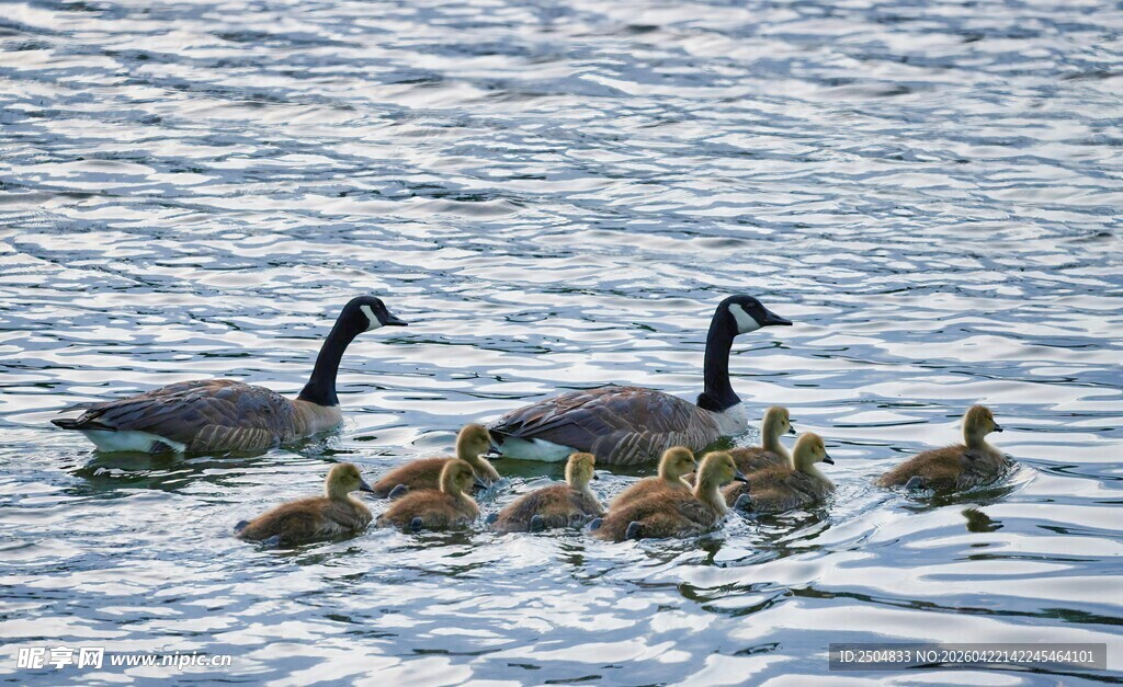 鸭妈妈带小鸭水中 
