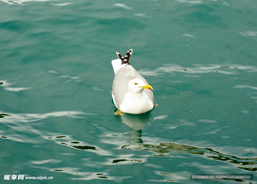 水面上漂浮的一只海鸥
