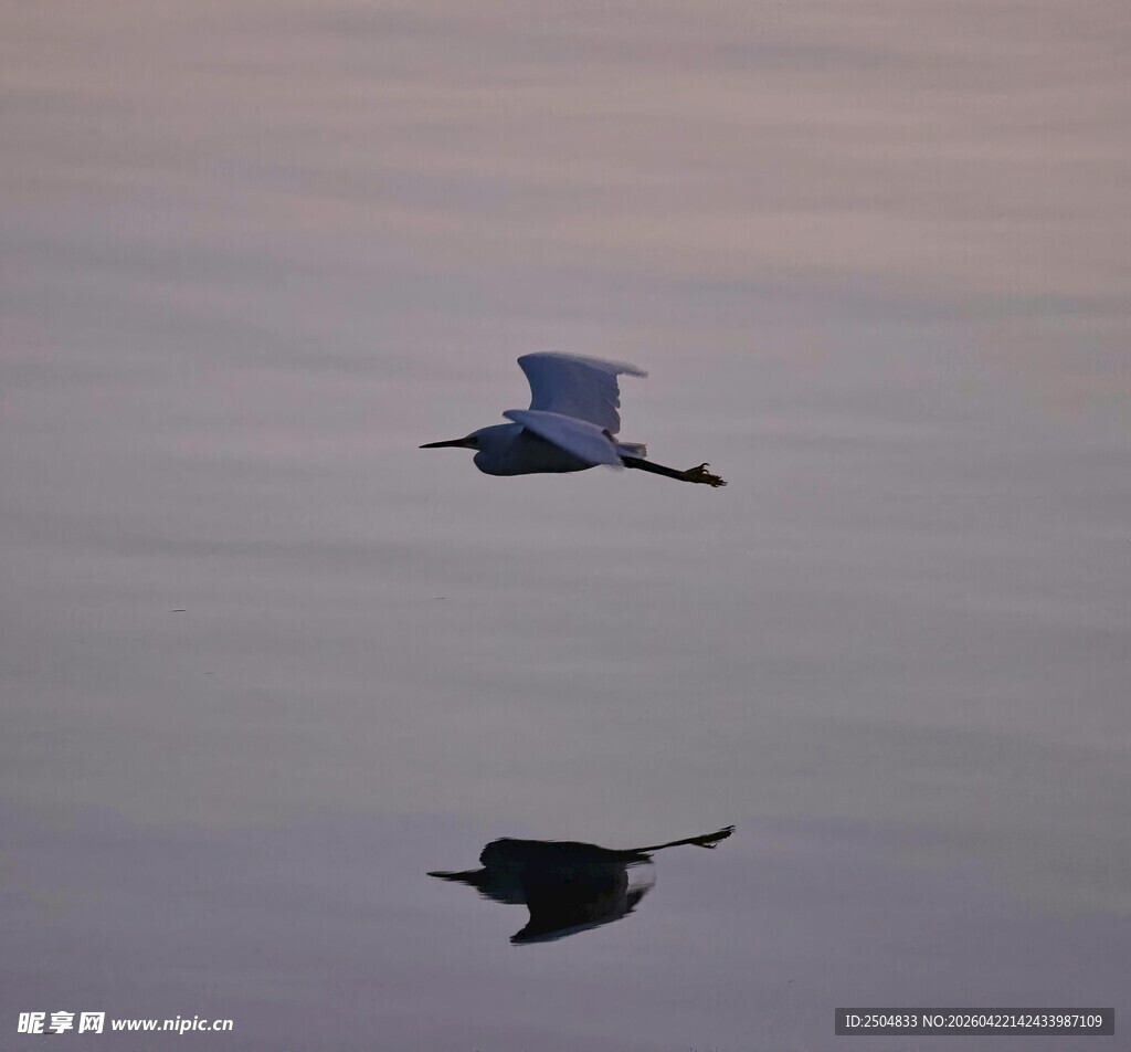 飞鸟水面倒影唯美瞬间