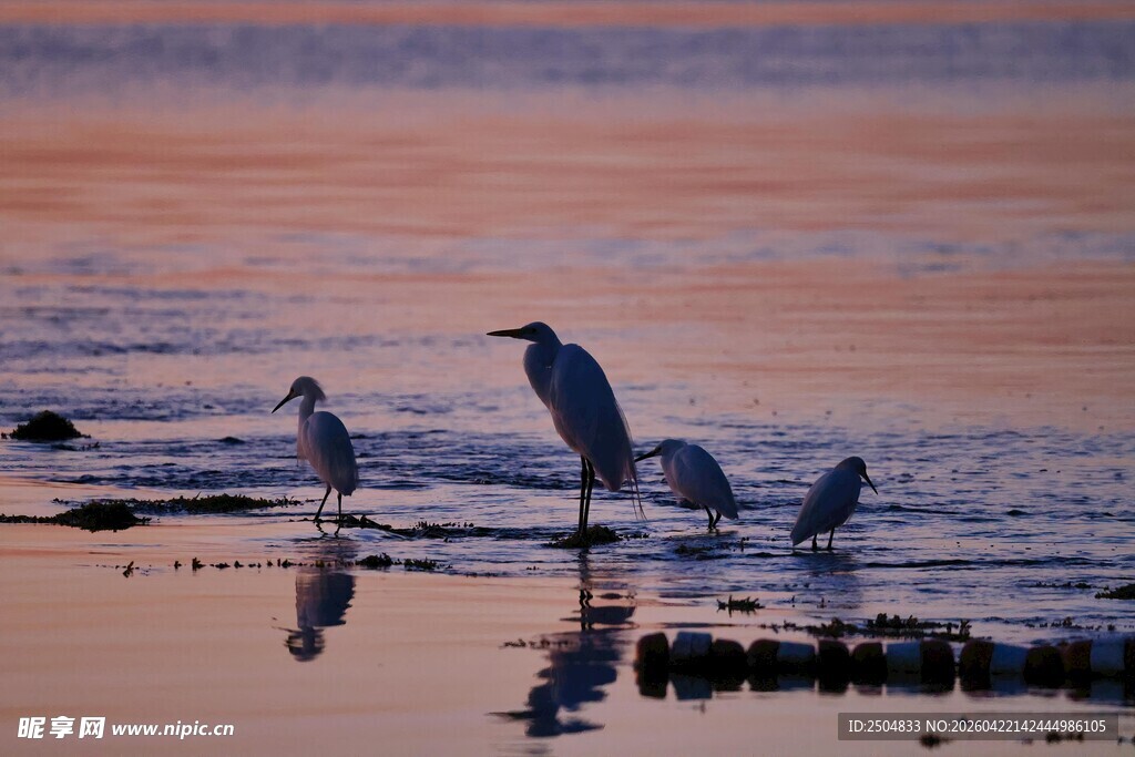 夕阳下的海边鹭鸟群