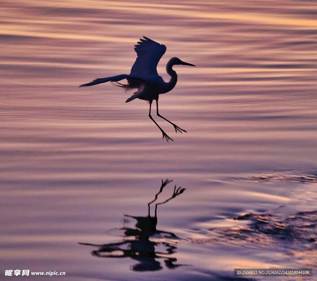夕阳下飞鸟掠水之美景