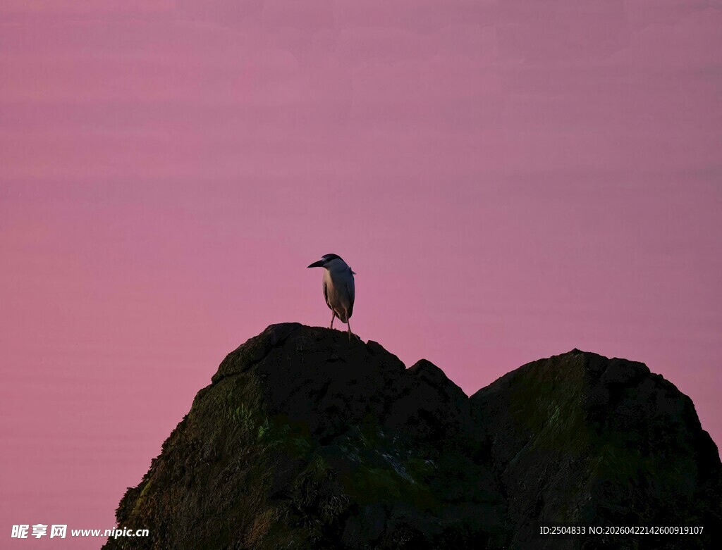孤鸟立于暮色山巅