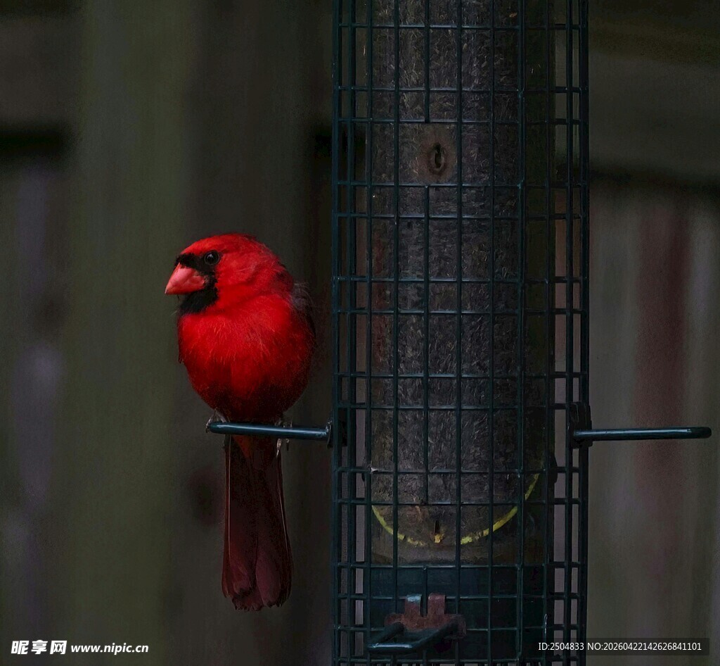 红衣主教鸟立于喂食器