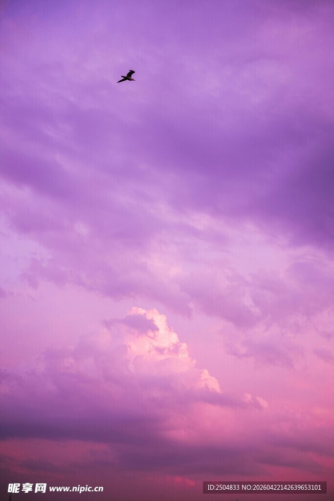 紫霞天空中飞翔的鸟儿