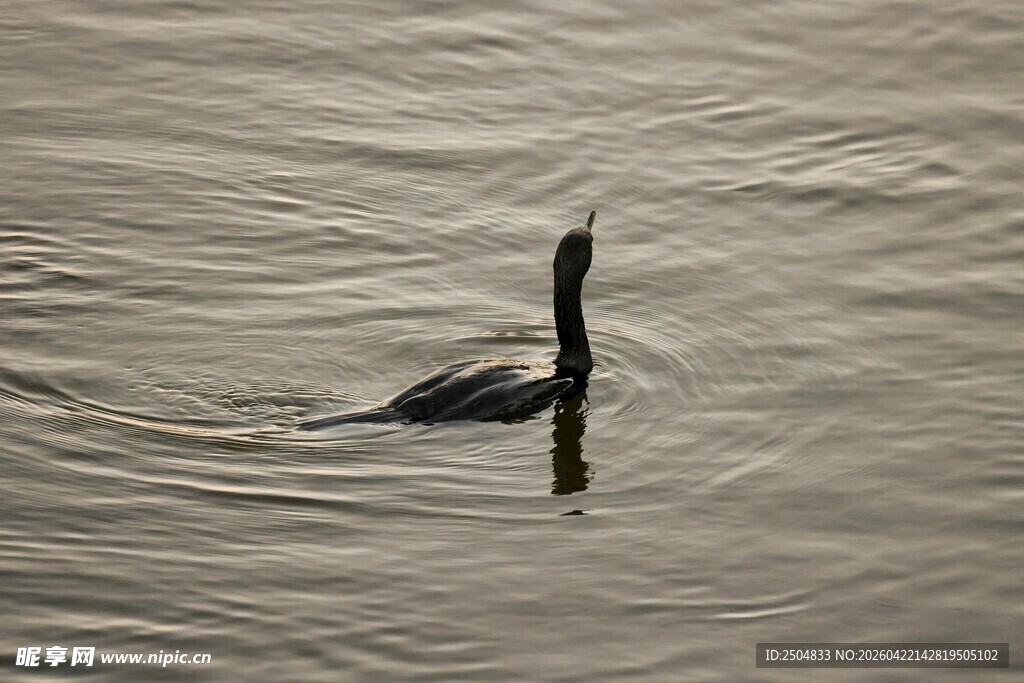 水中独 的长颈水鸟