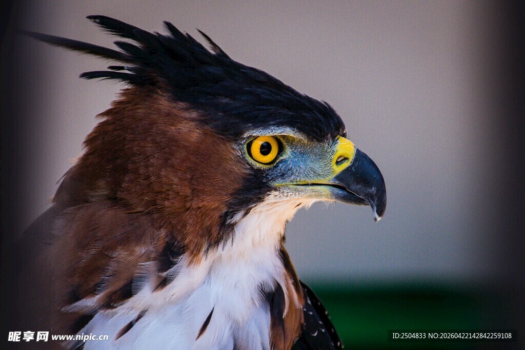 凶猛鹰类特写