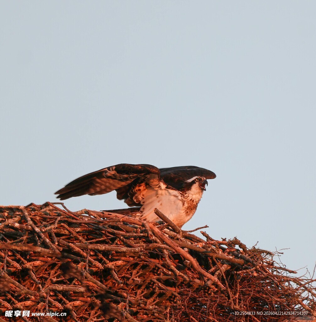 鹰立于巢穴之上