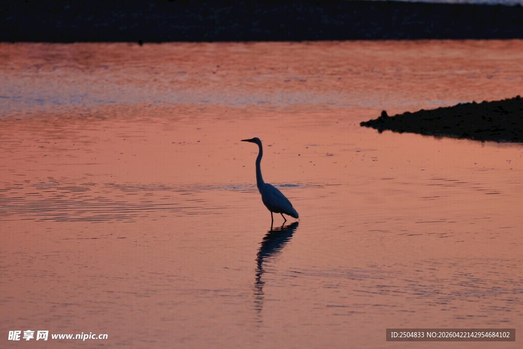 夕阳下的独鹭立水间