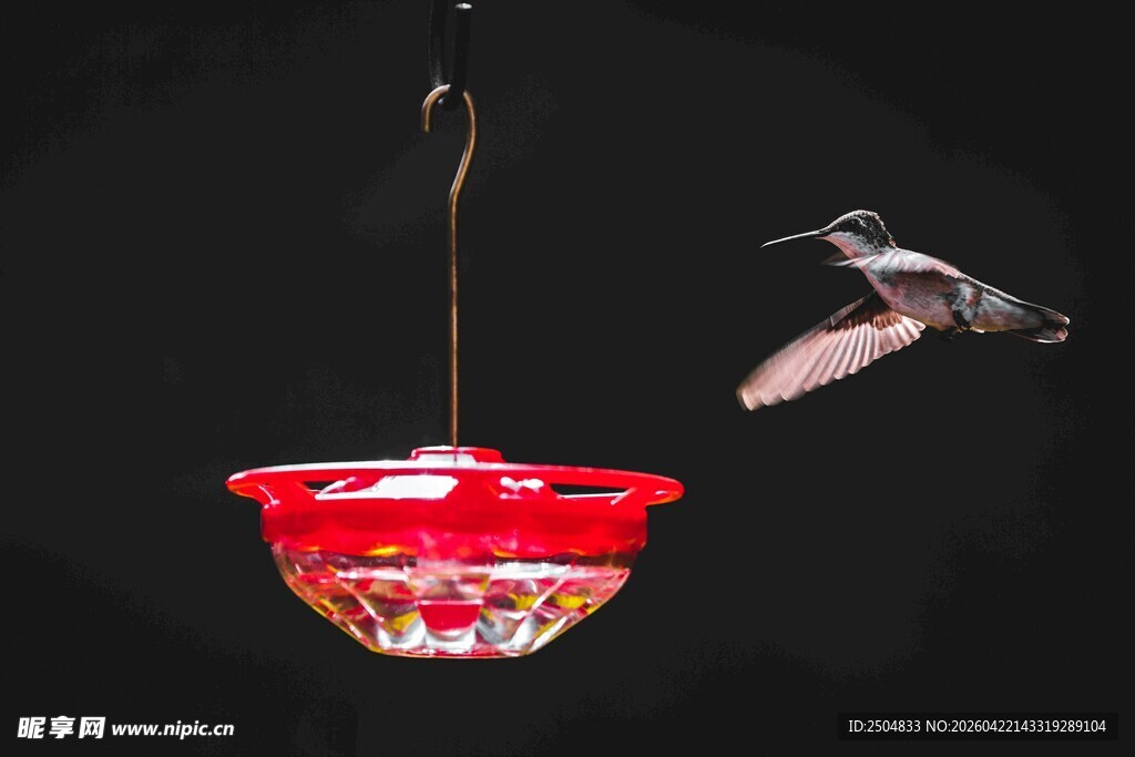 蜂鸟飞向红色喂食器