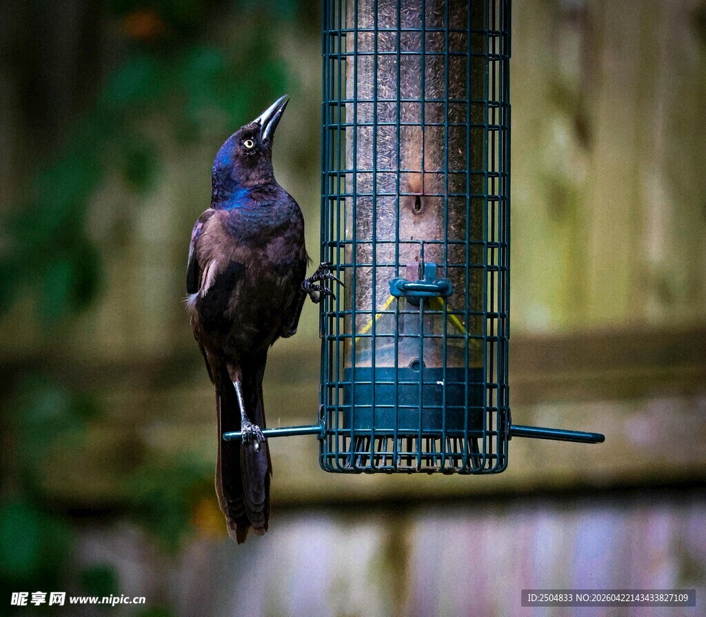 紫啸鸫立于鸟食器旁