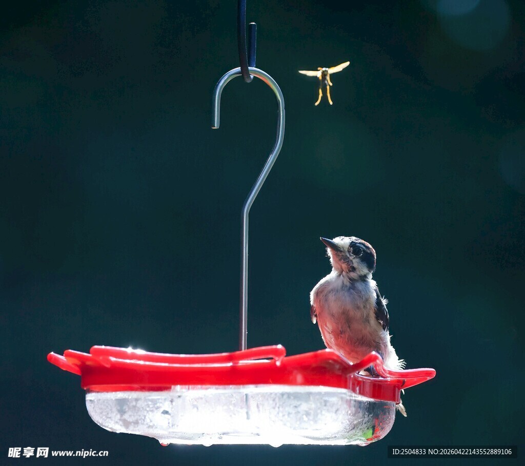 小鸟立于红色喂食器上