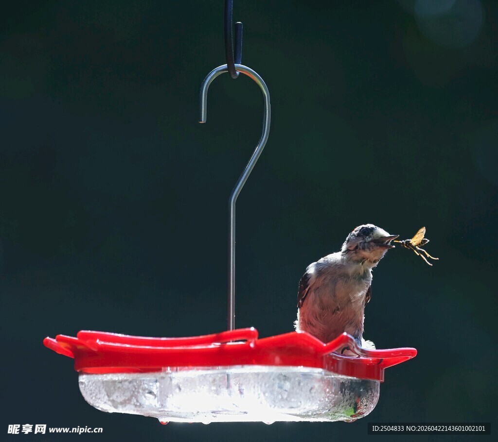 小鸟立于红色喂鸟器上